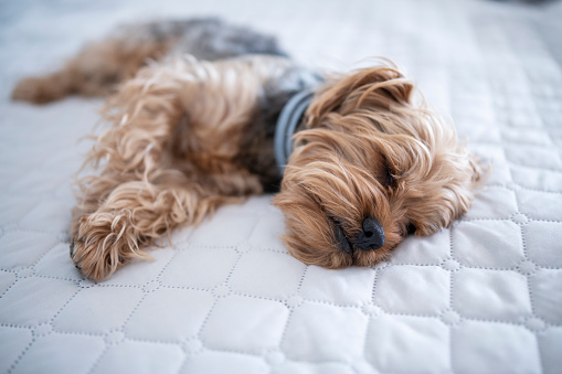 Cute terrier dog sleeping on bed.