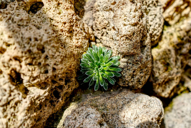 Selection of Alpine and succulent plantson rock, some in flower