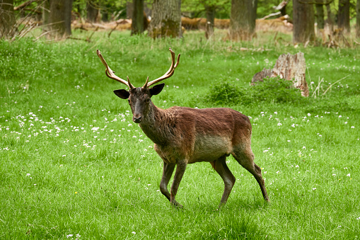 Deer walking on the green meadow