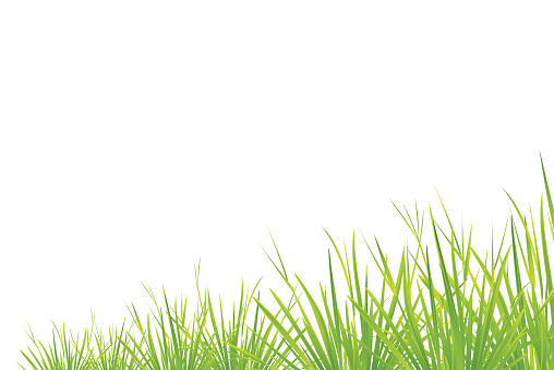 Vector green grass isolated on white background