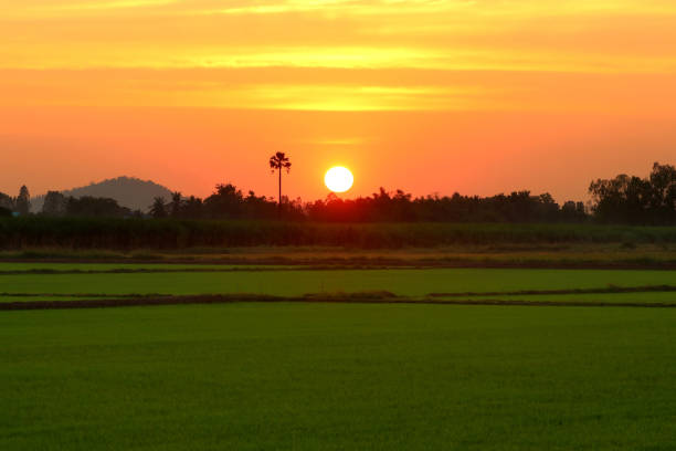 istock beautiful sunset over the paddy field 1394947129
