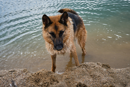Beautiful black and red German Shepherd is staying in river on sand pits. Traveling with thoroughbred dog in nature. Lake and sand dunes.