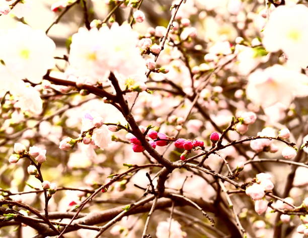 Taken at the garden of Funabashi city,Pref.Chiba ,march 30th.\nThe  plant flower peach belongs to genus \nPlum of Rosacese family and  is an improved variety for ornamental use.\n\nThe blooming period is longer than that of Cherry blossoms from the latter half of Marchto the middle of May.\nIt blooms all over the Japanese archpelago.\nThe feature of this  flower is characterized by the way that floats over a little bit space  from the branch than that of the cherry.