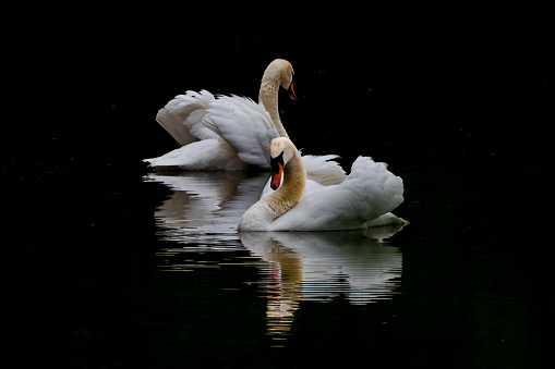 Synchronized dancing swans pair on lake, symmetrical reflections in dark water