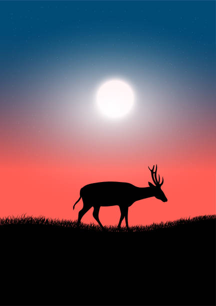 istock graphics drawing silhouette animal deer on grass with moon night vector illustration 1394950803
