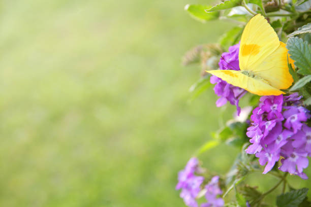 A yellow colored Orange-Barred Sulfer butterfly is sitting on a purple Heliotrope Flower framing the corner of a green grass background for copy-space.