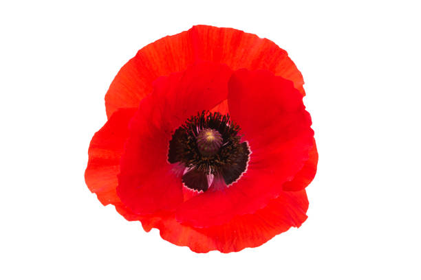 beautiful poppy flower isolated on white background