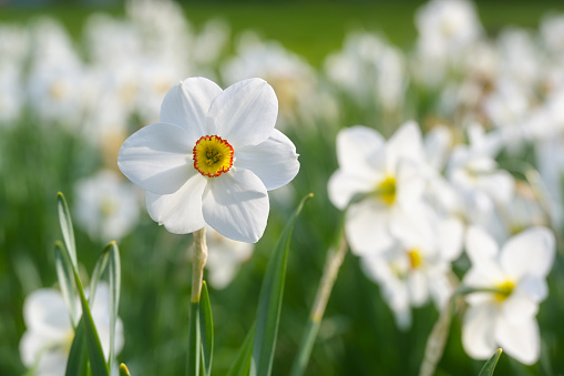 Blossom of poets daffodil (Narcissus poeticus) with white petals and a yellow red ring growing in a blooming flower bed in the meadow, copy space, selected focus