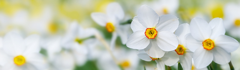 Flowers of white poets daffodil (Narcissus poeticus) with a yellow red ring in the blossom growing in a blooming meadow, panoramic banner format, copy space, selected focus, narrow depth of field