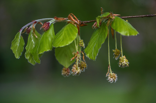 Beech tree (Fagus sylvatica) with young leaves and hanging hairy male flowers in spring, dark green background, copy space, selected focus, narrow depth of field