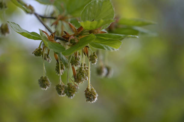 春の若い緑の葉の間の枝にぶら下がっている一般的なブナの木(fagus sylvatica)の雄花、コピースペース、選択された焦点 - leaf beech leaf green branch ストックフォトと画像