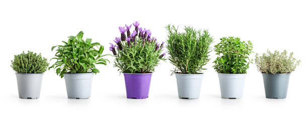 istock Rosemary, lavender, oregano, sage and thyme. Herbs in pots 1394952189