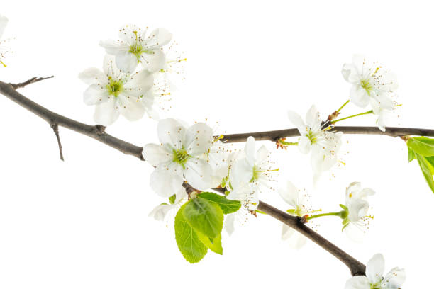 istock white plum flowers on a white isolated background 1394952215