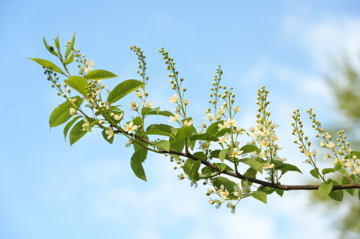White blossoms of bird cherry or hagberry tree (Prunus padus) on a branch against the blue sky in spring, copy space, selected focus, narrow depth of field