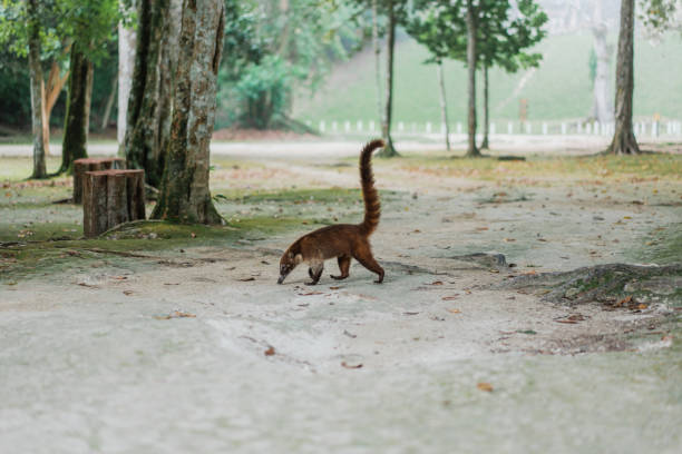 coati w parku narodowym w gwatemali - coati zdjęcia i obrazy z banku zdjęć