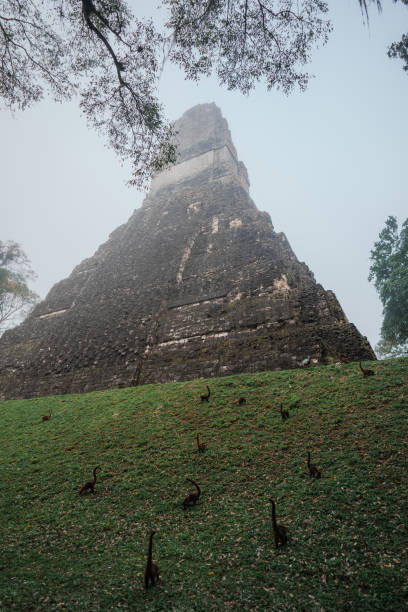 istock Coati near Tikal Mayan pyramids 1394954932