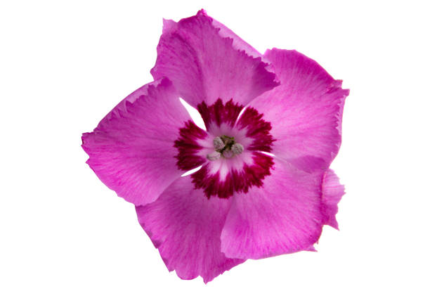 istock perennial carnation flower isolated 1394962914