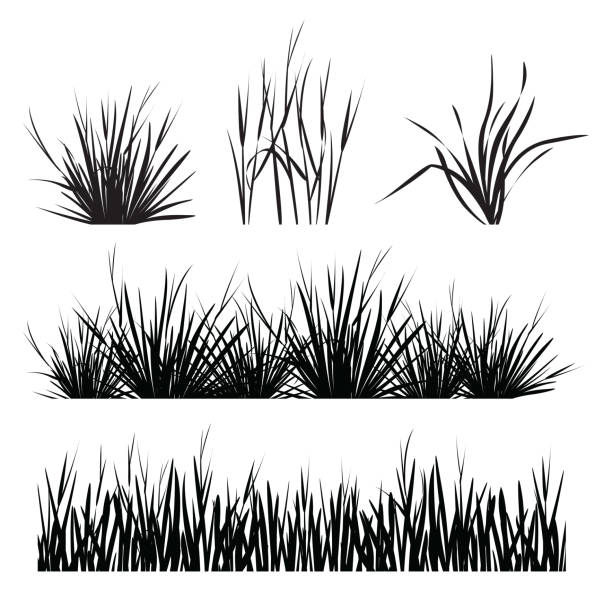 set aus grassilhouette isoliert auf weißem hintergrund - graspflanze stock-grafiken, -clipart, -cartoons und -symbole