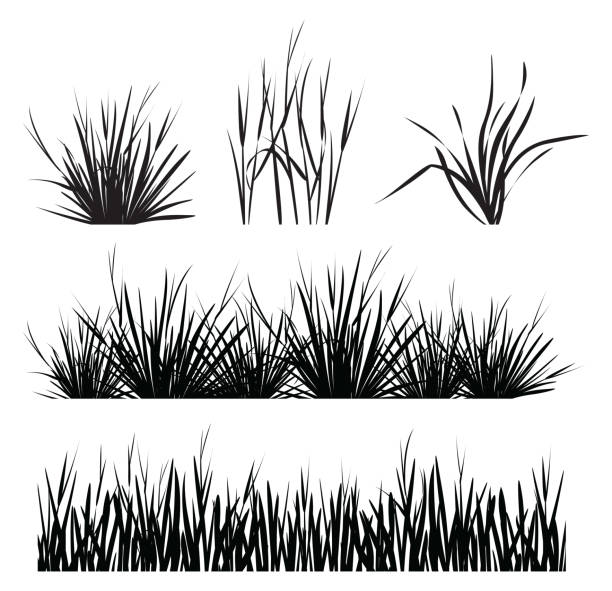 ilustraciones, imágenes clip art, dibujos animados e iconos de stock de conjunto de silueta de hierba aislada sobre fondo blanco - hierba familia de la hierba
