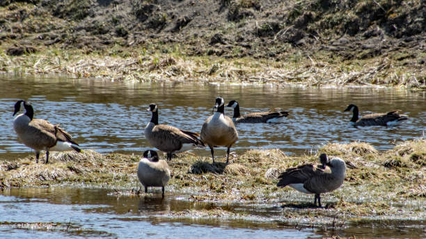 istock Flock Of Canada Geese 1394963978