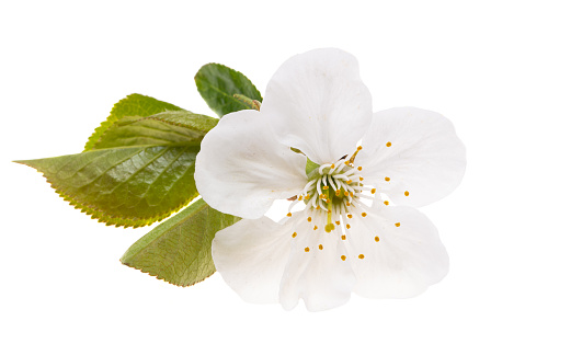 cherry flower isolated on white background