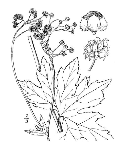 Antique botany plant illustration: Trautvetteria Carolinensis, False Bugbane Antique botany plant illustration: Trautvetteria Carolinensis, False Bugbane european white hellebore stock illustrations