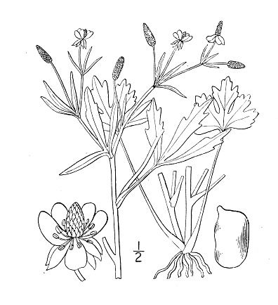 Antique botany plant illustration: Ranunculus scleratus, Ditch Crowfoot