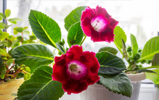 rote und weiße zimmerpflanze gloxinia blüht auf der fensterbank - gloxinia stock-fotos und bilder