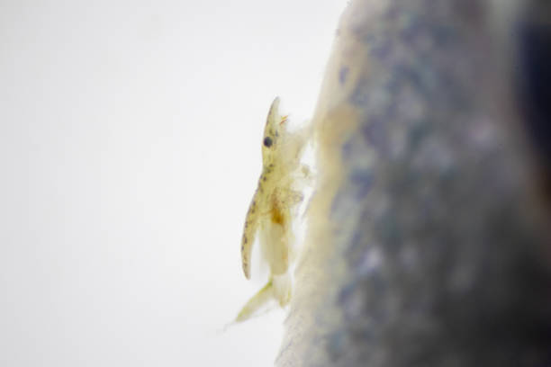 istock Parasitic (Argulus sp.), Study of Argulus sp. under microscope view in laboratory. 1394966311