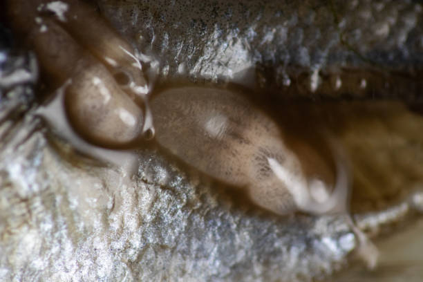 istock Parasitic (Clinostomum sp.), Study of Clinostomum sp. under microscope view in laboratory. 1394966878