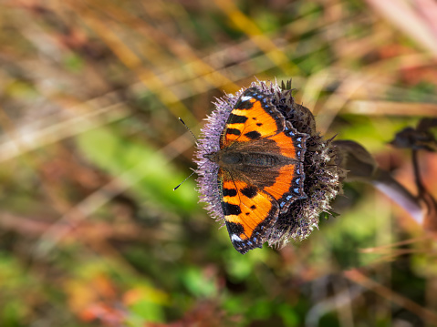 Selective focus. Bright imago Aglais urticae, Small Tortoiseshell butterfly on a autumn flower, close up, copy space.