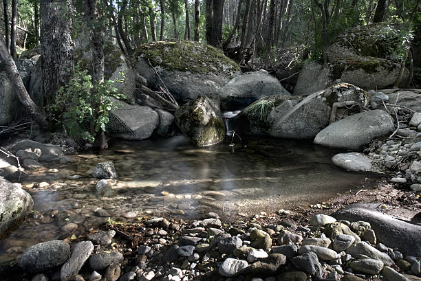 forest stream jungle creek lake paceful landscape stock photo