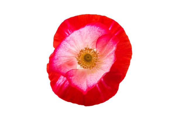 istock beautiful poppies isolated 1394968657