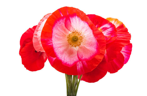 istock beautiful poppies isolated 1394968671