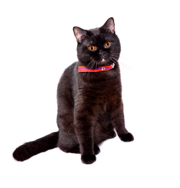 istock beautiful chocolate British cat sitting on a white background 1394968879