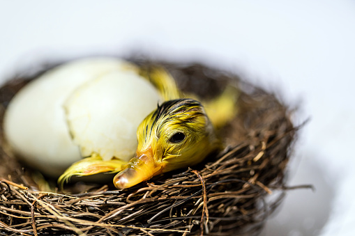 Small duckling hatches from the egg