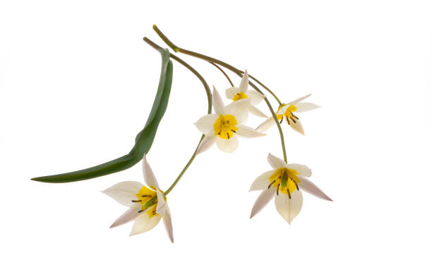 istock wild tulip flower isolated 1394970033