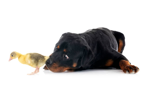 istock rottweiler and gosling 1394970178