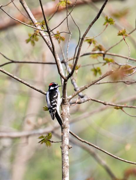 pájaro carpintero velloso alimentándose en un árbol - picoides villosus fotografías e imágenes de stock