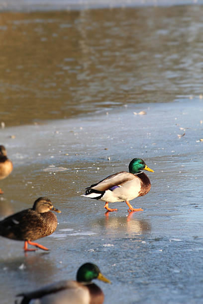 istock ducks on frozen water 139497053