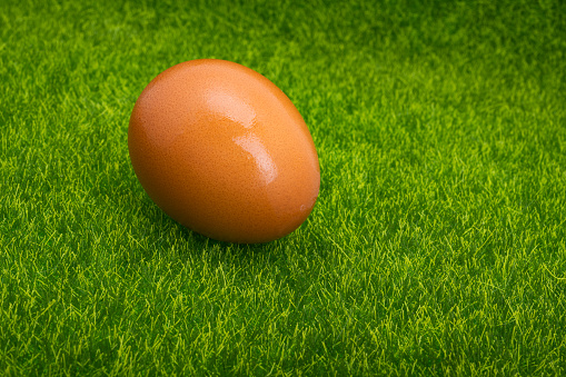 chicken eggs on green grass