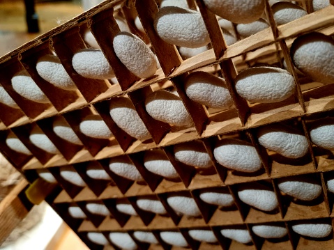 Silk Cocoons inside a frame. The close-up image shows the original Cocoons before they where processed to yarn.