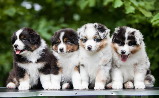 four lovely australian shepherd puppies - australian shepherd imagens e fotografias de stock