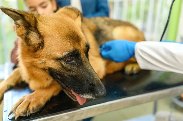 istock Veterinarian examining dog 1394972705