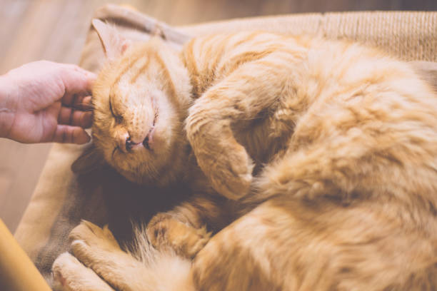 istock Image of a cat being stroked on the head 1394974866