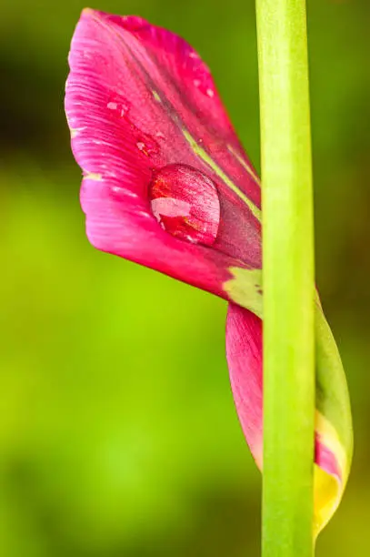 Dark-pink Tulip petal after rain
