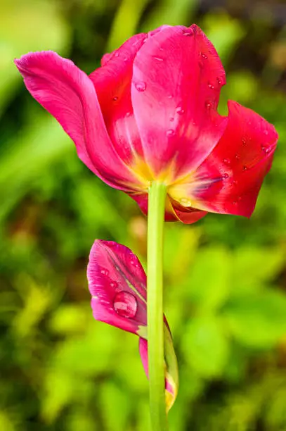 Dark-pink Tulip after rain