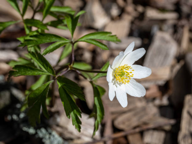 istock Wood anemone flowering during spring in Sweden 1394975302