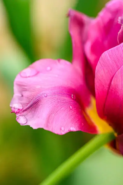 Dark-pink Tulip Petals after rain