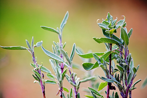 Close-up on sage (Salvia officinalis) leaves. Sage has been used since ancient times for its food and healing properties.  \
